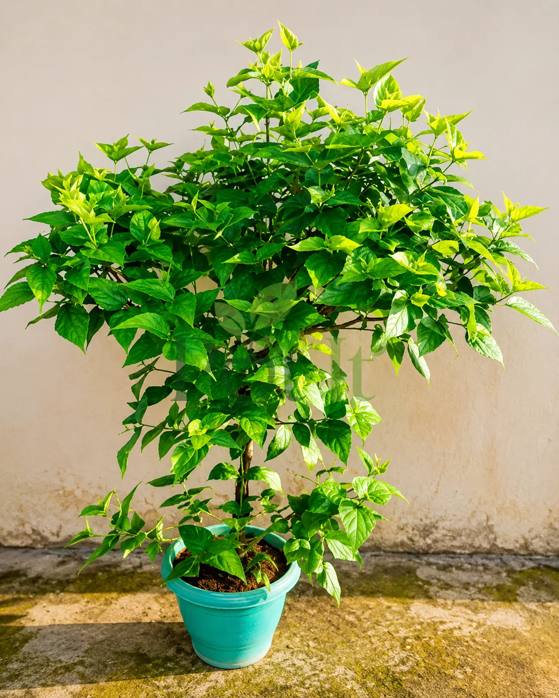 Healthy Night Blooming Jasmine (Parijat/Harsingar) plant growing in a pot with lush green foliage and bushy growth.