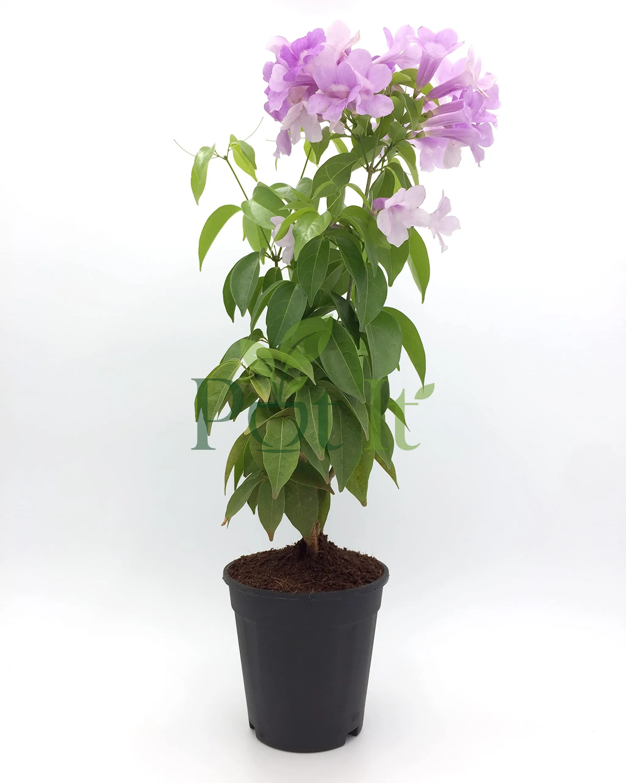 Healthy Garlic Vine (Mansoa alliacea) live plant in a nursery pot with green foliage and light purple flowers.