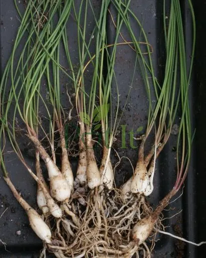 Healthy Nerine Lily bulbs with fresh green shoots emerging
