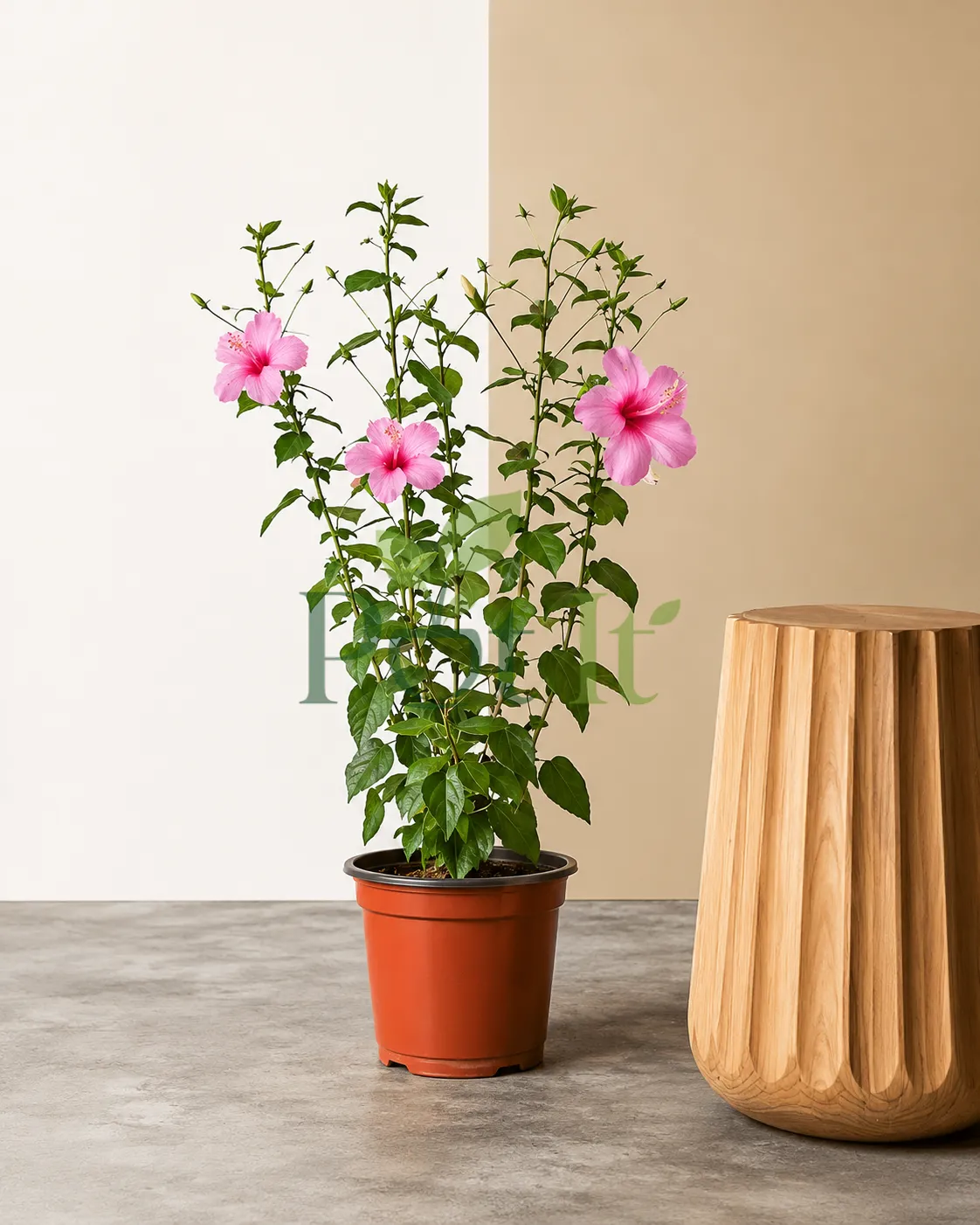 Pink hibiscus flowering plant in plastic pot with blooming flowers, ideal for indoor decor, balcony, patio, and garden