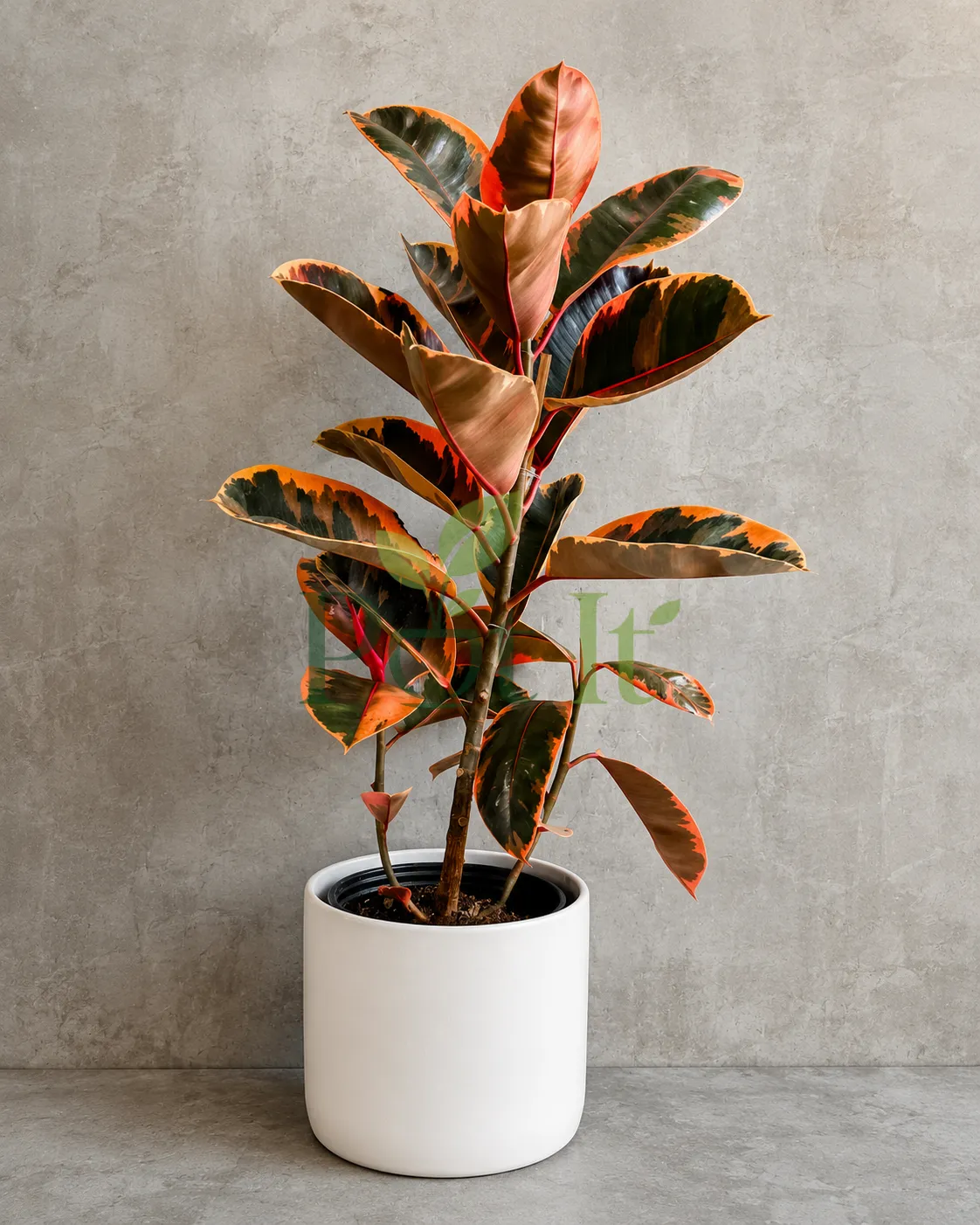 Ficus Elastica Ruby variegated rubber plant with pink, cream and dark green leaves in a white decorative pot