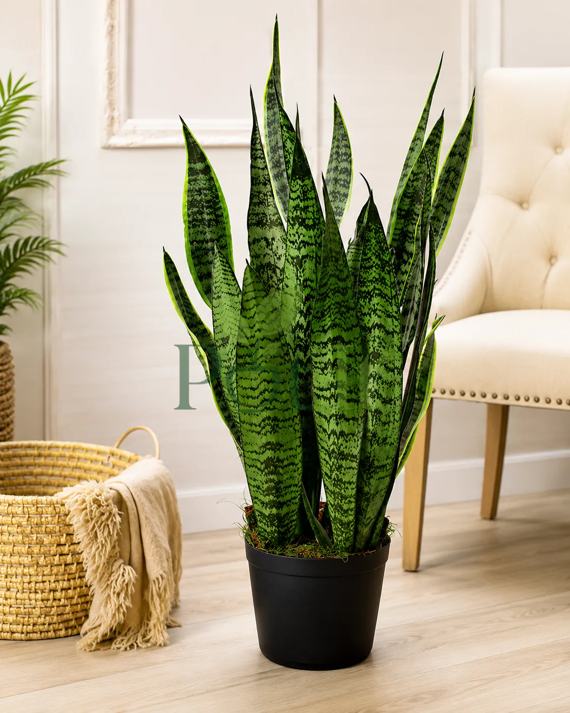 Healthy Snake Plant with tall variegated green leaves in a black nursery pot placed in a modern indoor living room.