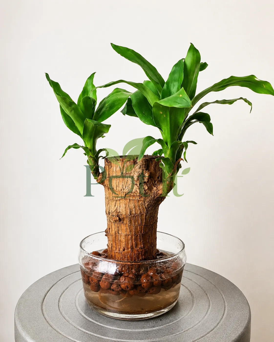 Brazilian Wood (Dracaena fragrans) stump growing healthy green shoots in a glass bowl with LECA clay pebbles