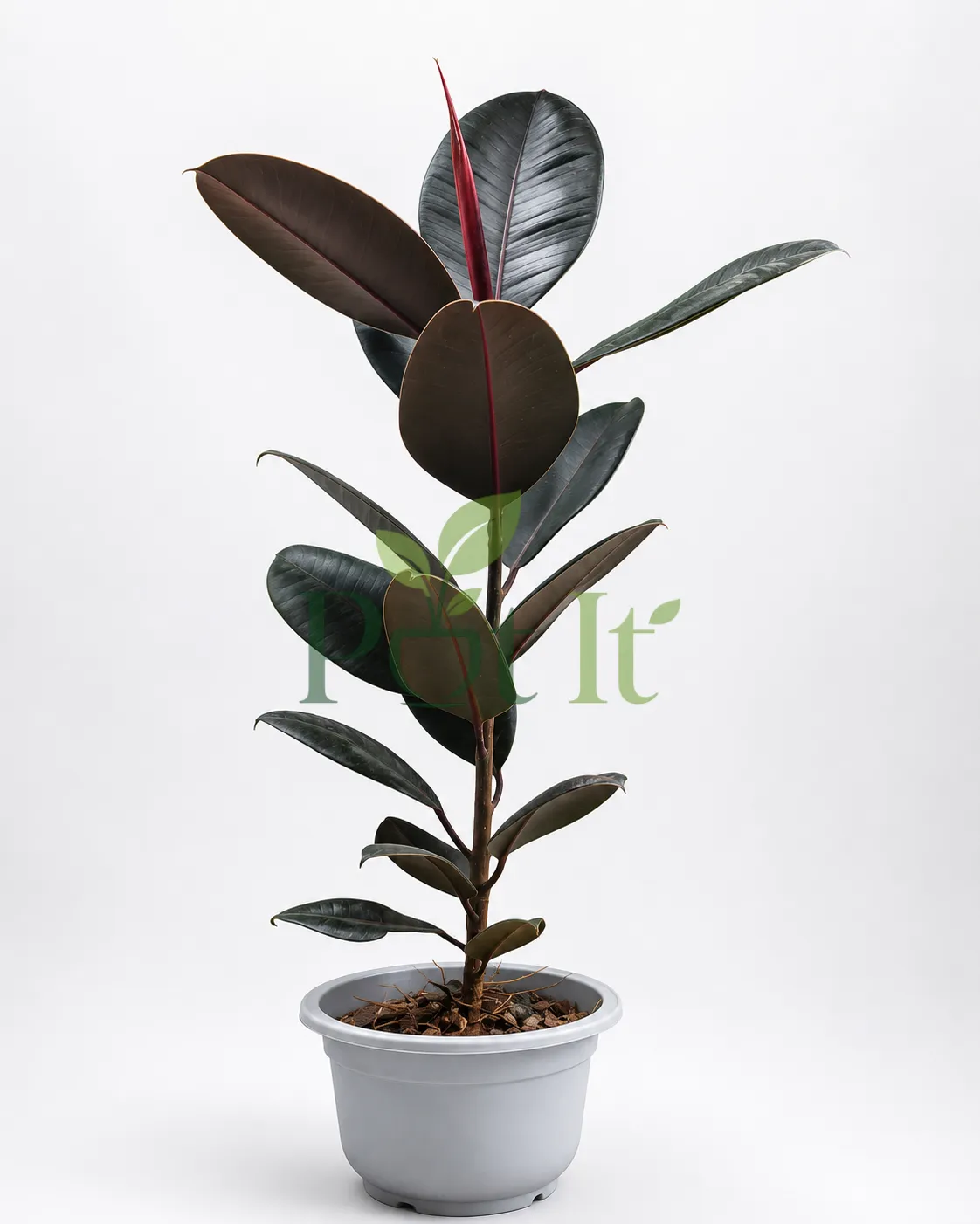 Black Rubber Plant (Ficus Elastica Burgundy) with glossy dark leaves and red new growth in a white decorative pot.