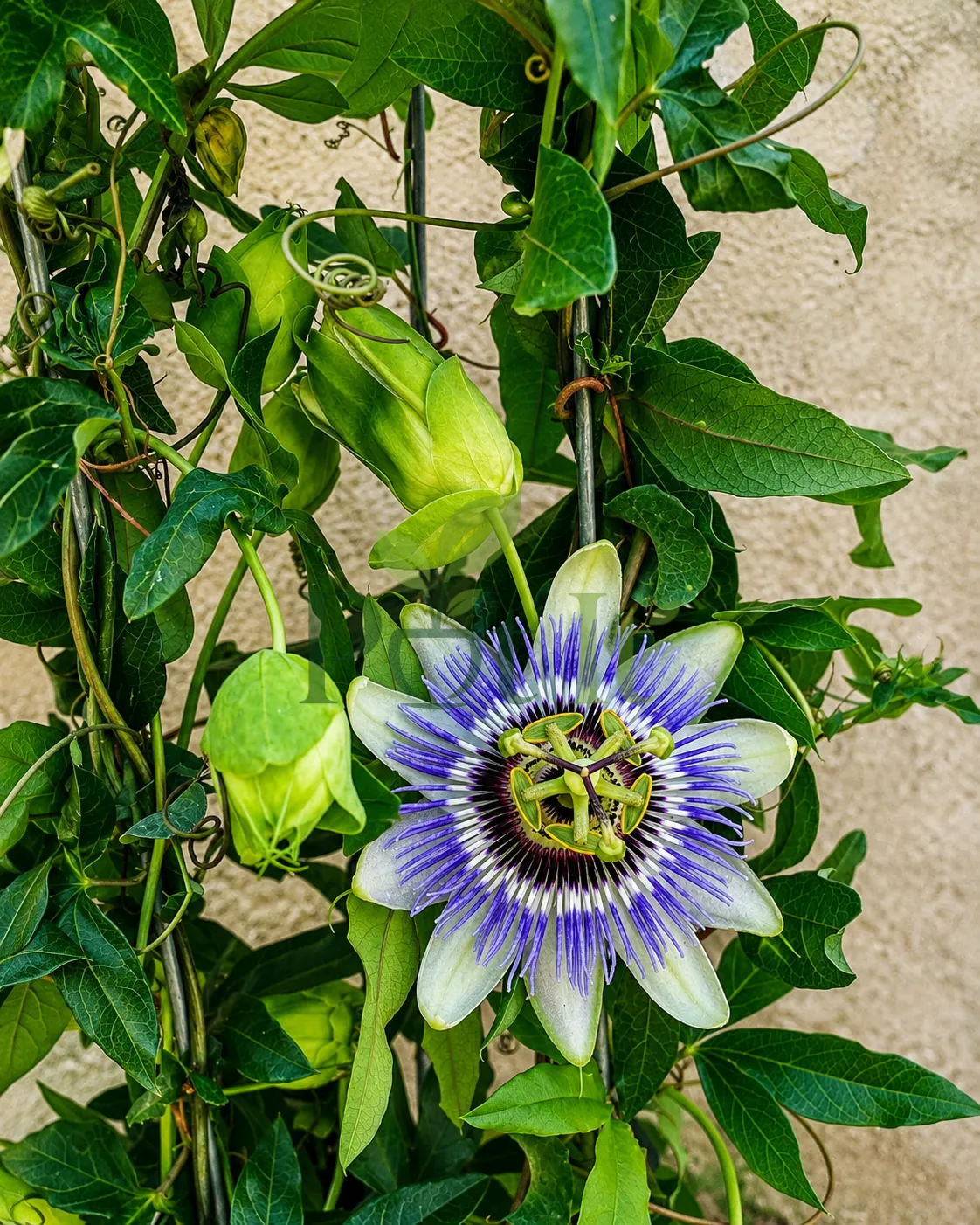 Blue Passion Flower bloom with unopened buds growing on a healthy Passiflora caerulea climbing vine with lush green foliage