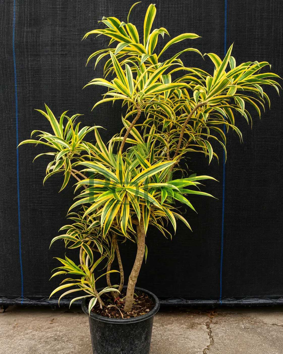 Large Dracaena Song of India plant with green and yellow variegated foliage growing in a nursery pot