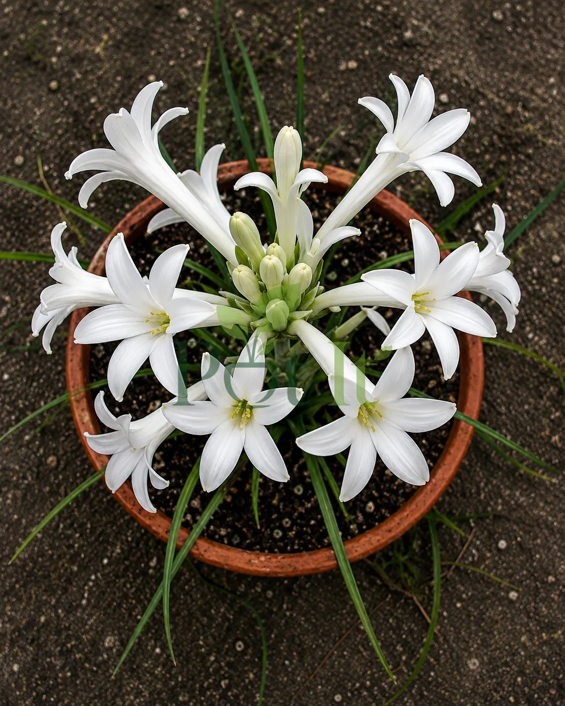 White tuberose flowers blooming in a terracotta pot with green foliage