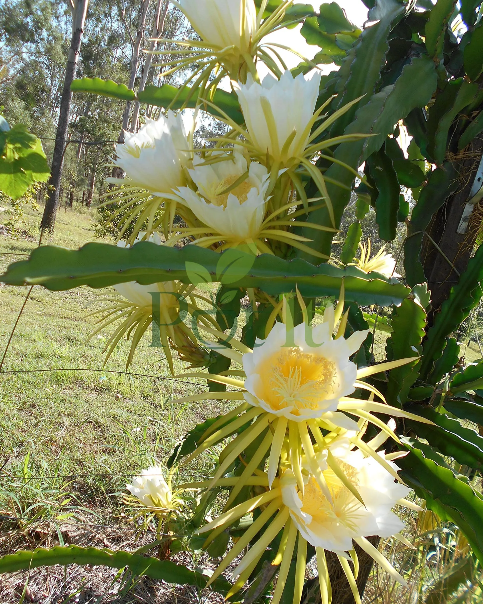 Large white and yellow dragon fruit flowers blooming on a healthy yellow dragon fruit cactus plant outdoors