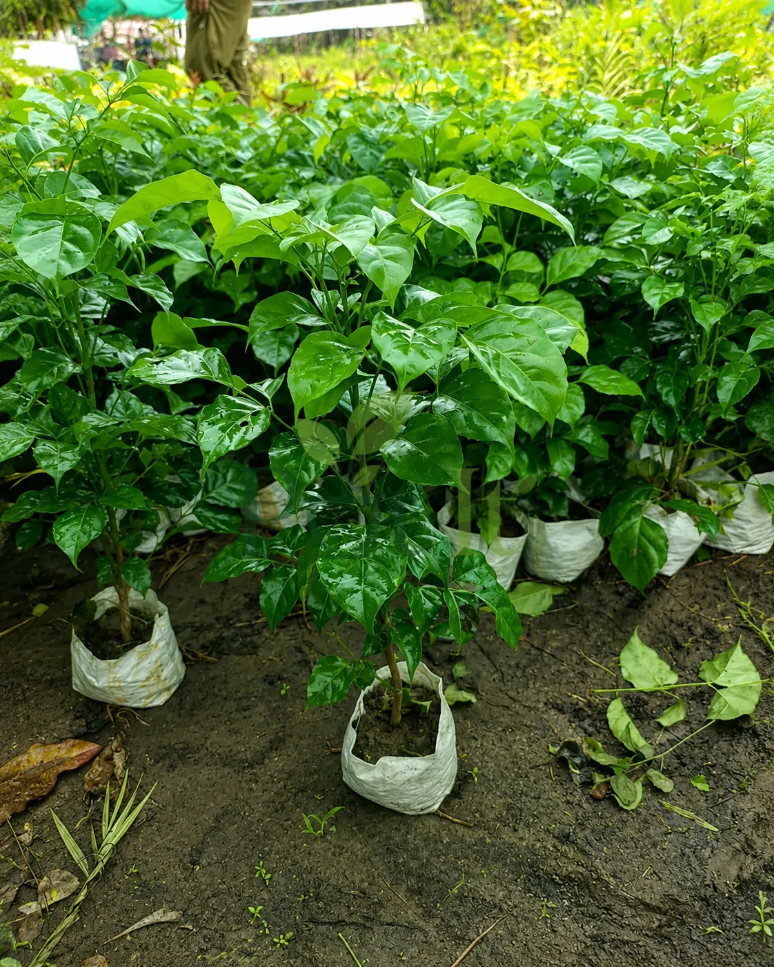 Young China Doll plant with glossy green leaves growing in a nursery grow bag among healthy foliage plants.