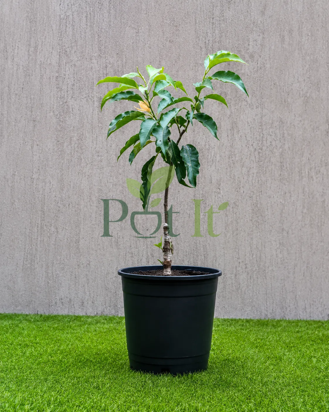 Golden Champaca live plant growing in black nursery pot with glossy green foliage