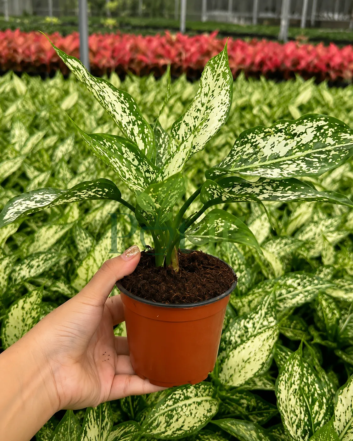 Aglaonema Snow White plant with white green variegated leaves in a nursery pot