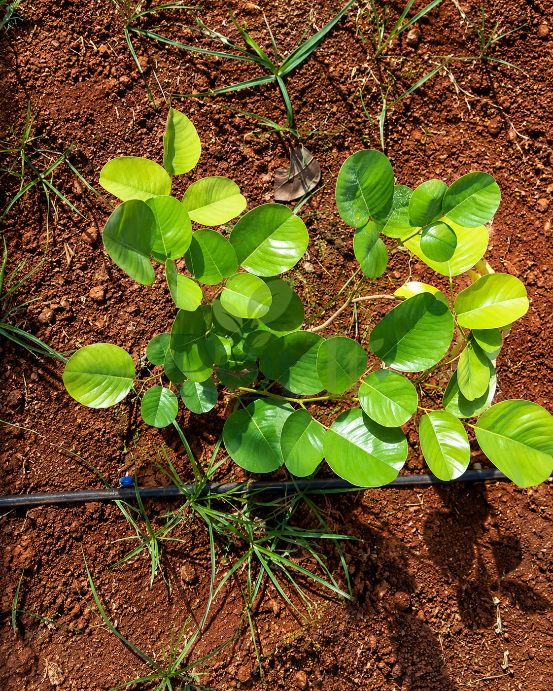 Young Indian Red Sandalwood plant growing in red soil with healthy green leaves under natural sunlight.