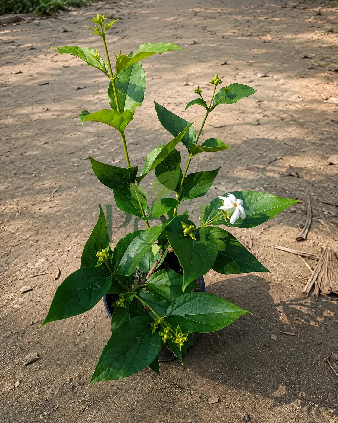 Young All Time Hybrid Shiuli plant with white fragrant flowers, flower buds, and glossy green leaves growing in a nursery pot.