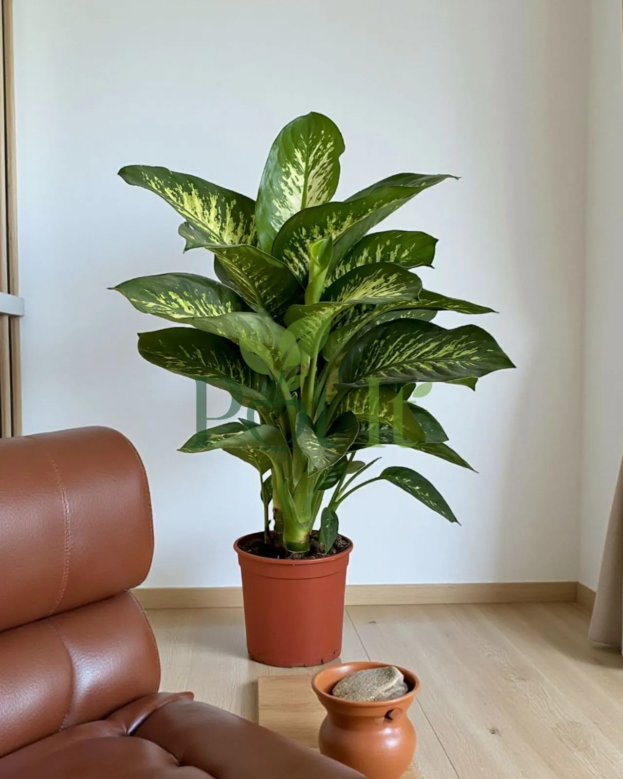 Large Dieffenbachia Camille plant with variegated green and cream leaves in a nursery pot