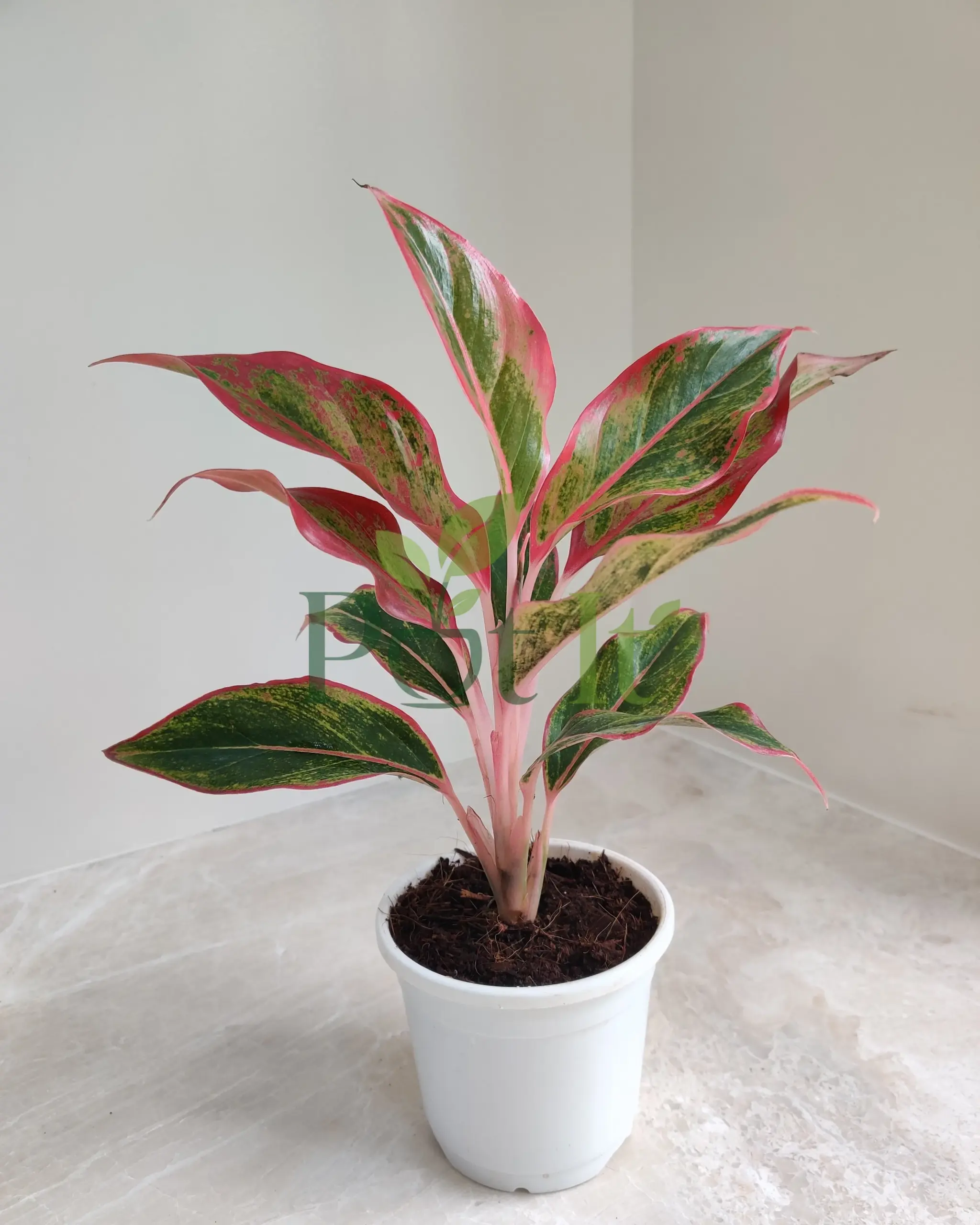 Aglaonema Red Valentine indoor plant with pink, red, and green variegated leaves in a white nursery pot