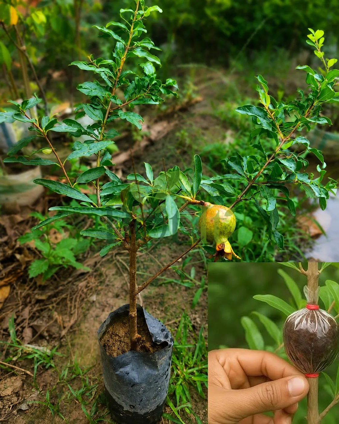 Healthy air-layered pomegranate plant with developing fruit growing in a nursery polybag.