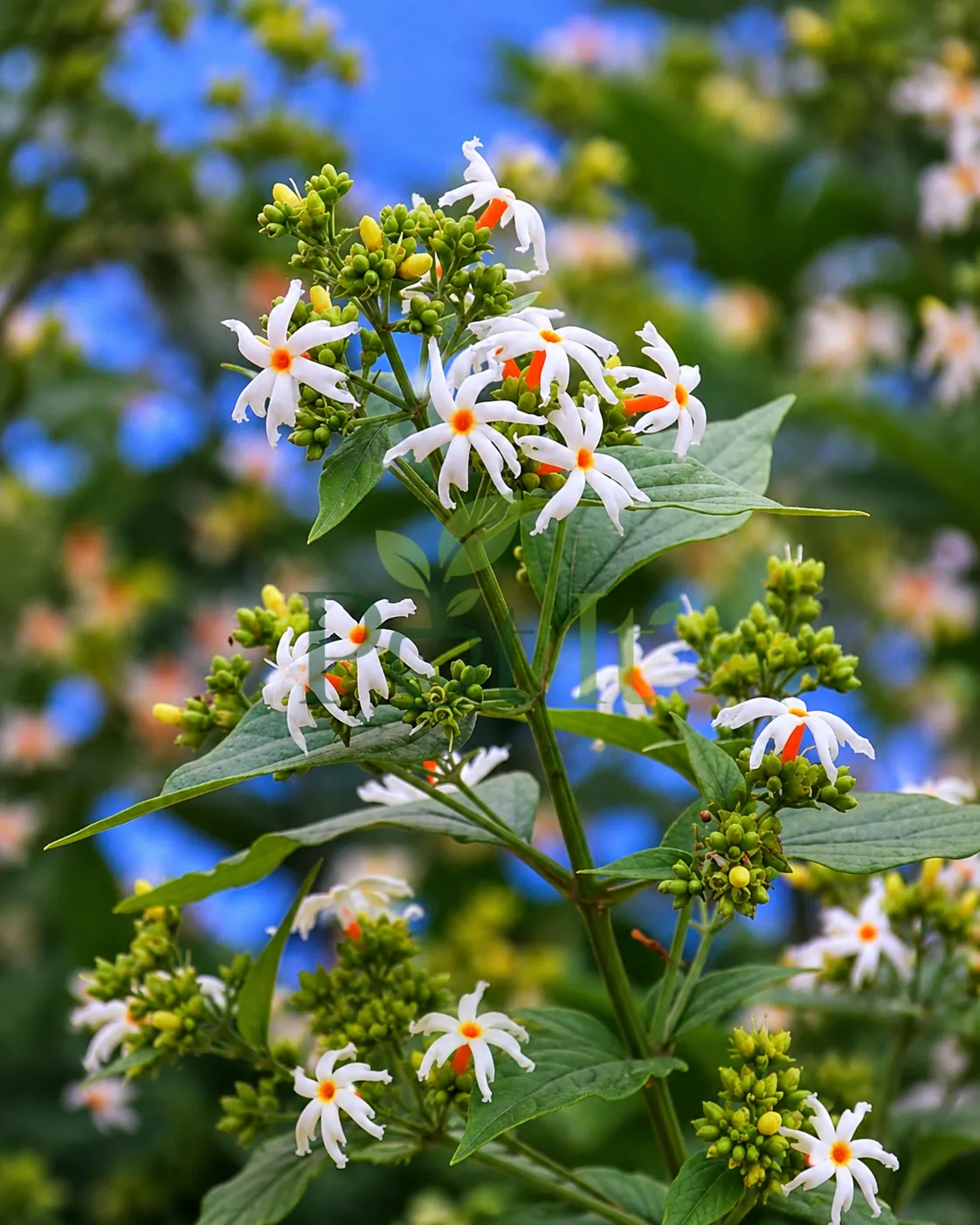 Close-up of blooming Parijat (Night Blooming Jasmine) flowers with white petals and orange centers surrounded by green foliage.