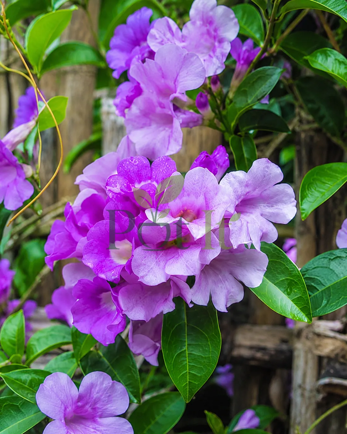 Close-up of vibrant purple Garlic Vine flowers (Mansoa alliacea) blooming among glossy green leaves on a climbing vine.