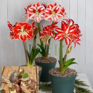 Mixed color double petal Amaryllis lily flowers blooming from premium Amaryllis bulbs pack of 5