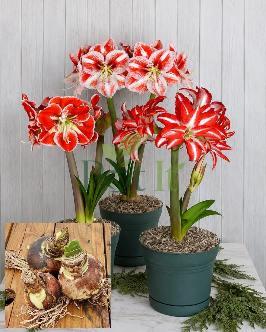 Mixed color double petal Amaryllis lily flowers blooming from premium Amaryllis bulbs pack of 5
