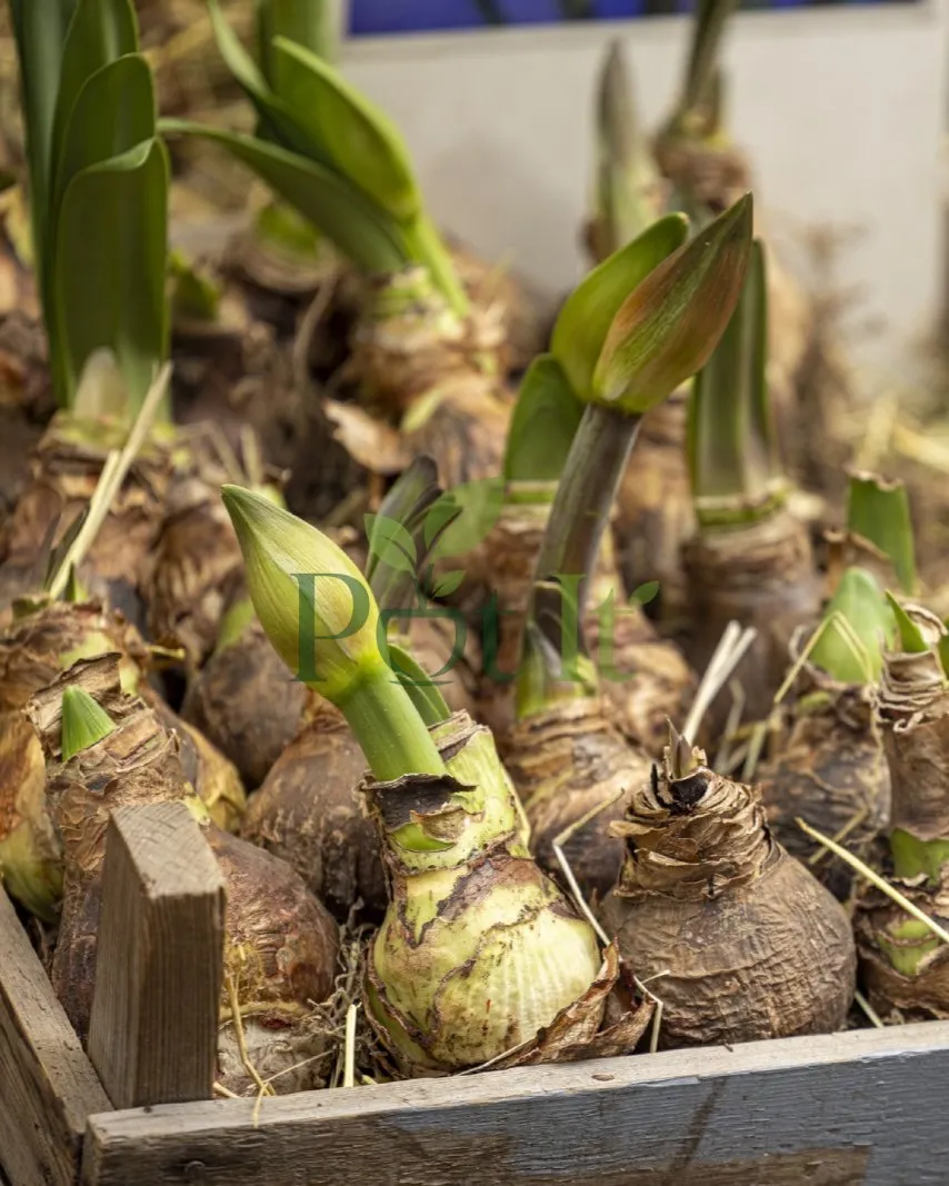 Healthy sprouting Amaryllis lily bulbs ready for planting and flowering in home gardens