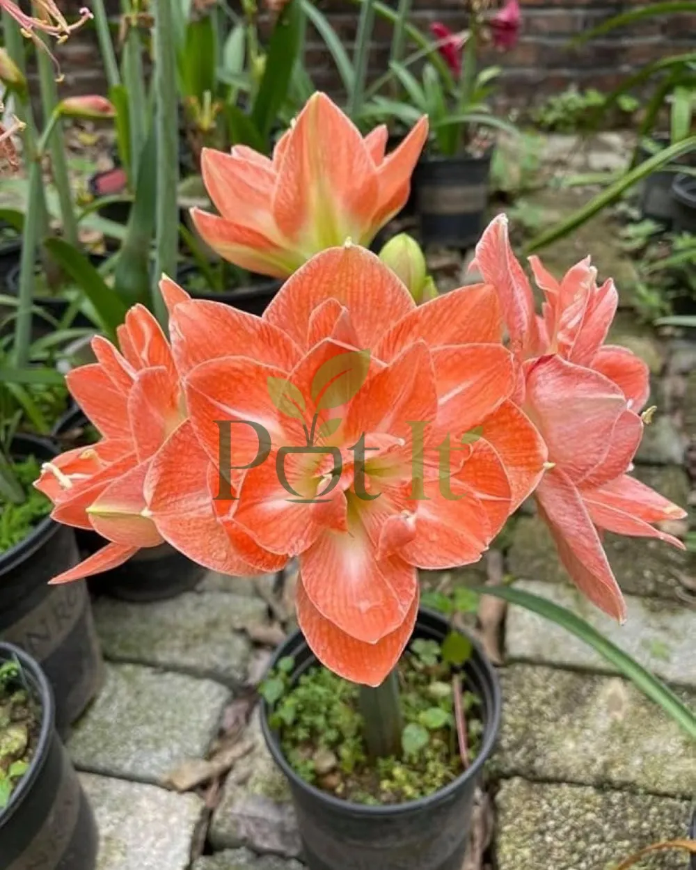 Peach double petal Amaryllis lily flower blooming in a pot with large layered petals