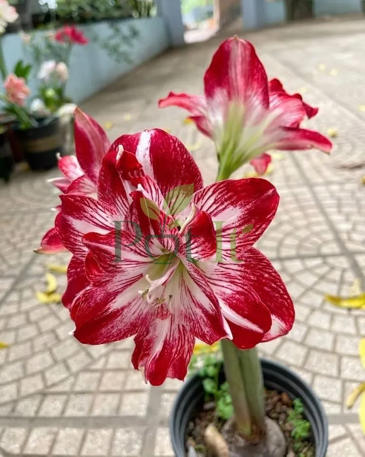 Red and white double petal Amaryllis lily flower blooming in a pot with large layered petals