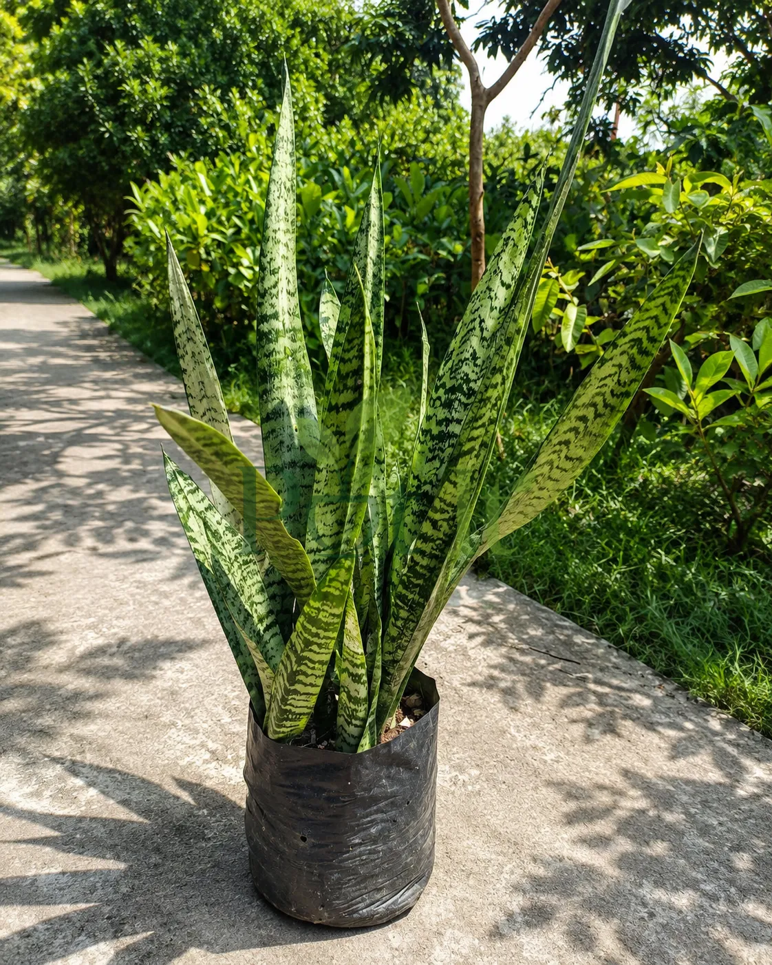 Healthy Snake Plant (Sansevieria Trifasciata) growing in a black nursery grow bag outdoors with tall variegated green leaves.