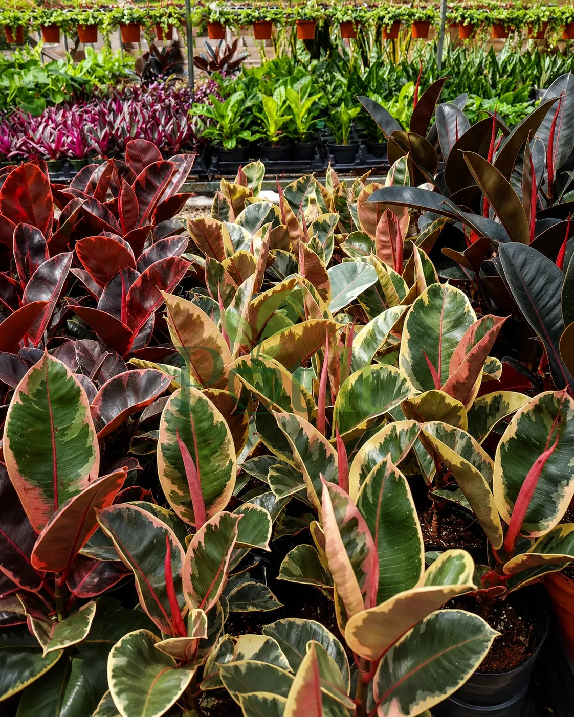 Collection of Ficus Elastica Ruby plants with pink, cream and green variegated leaves growing in a nursery