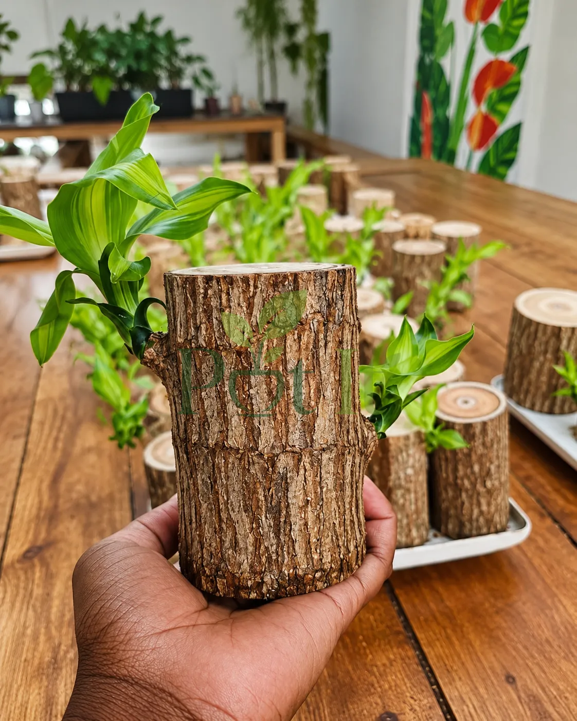 Brazilian Wood (Dracaena fragrans) log cutting with healthy green shoots growing indoors on a wooden table