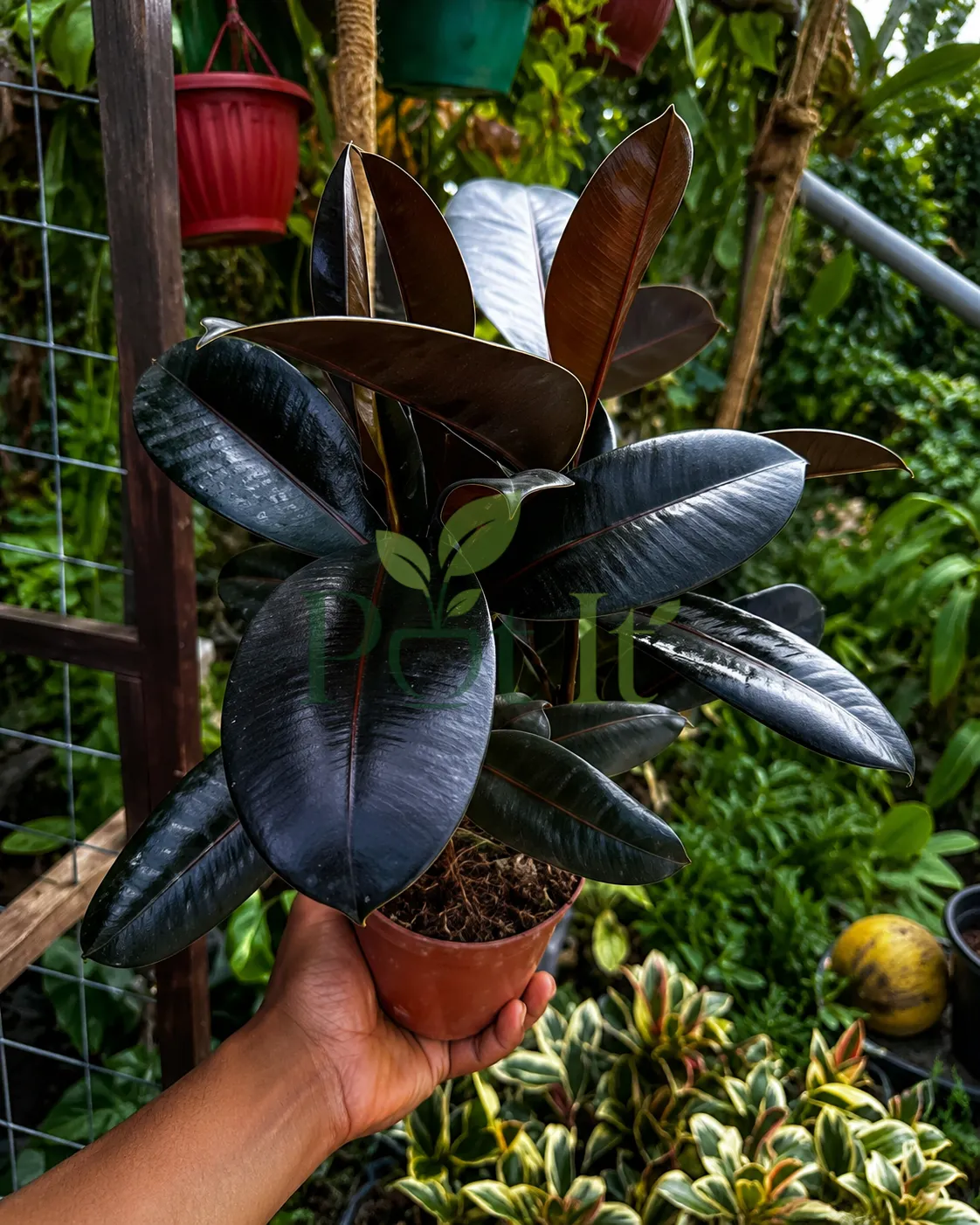 Large Black Rubber Plant with glossy dark burgundy leaves growing in a nursery pot outdoors.
