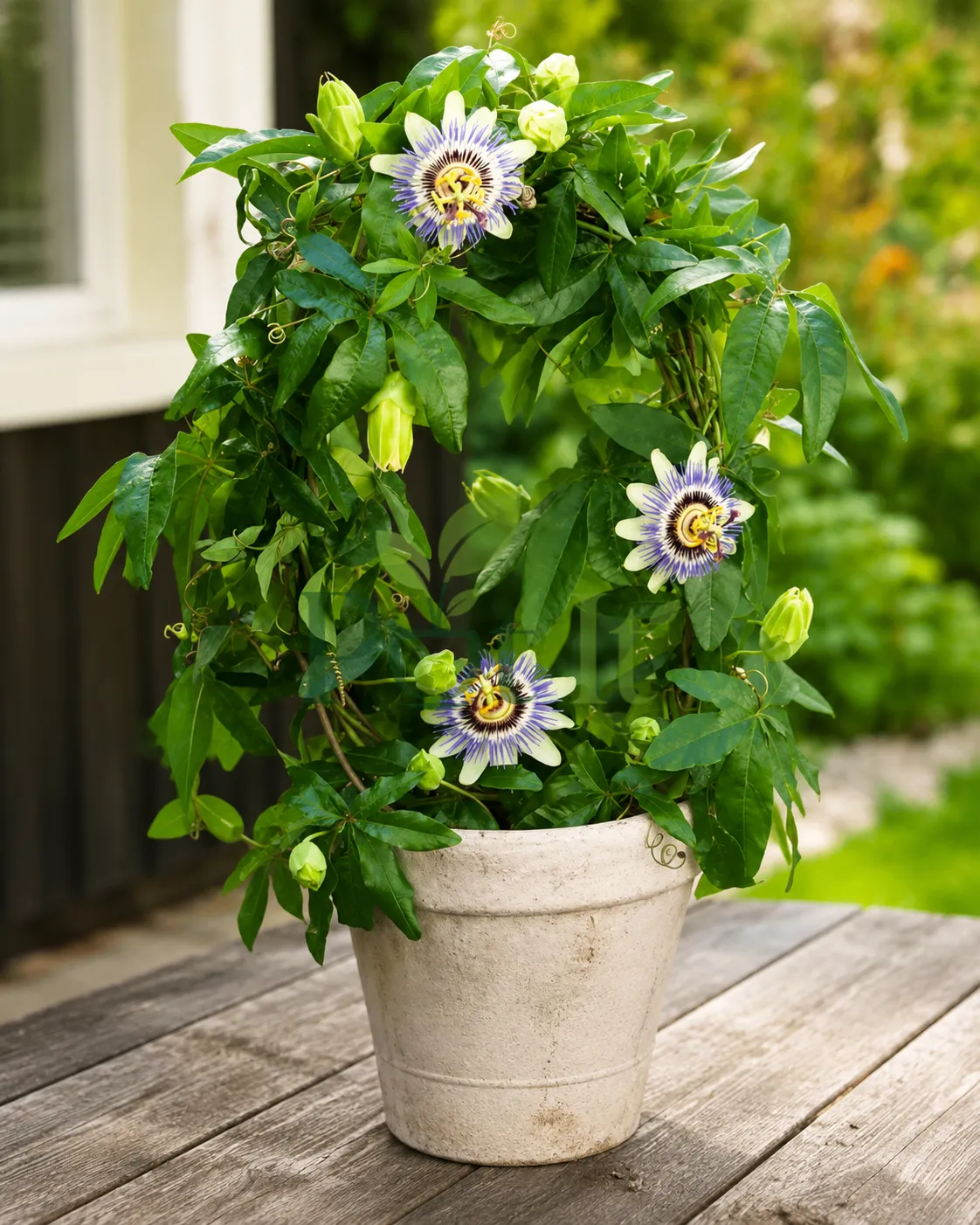 Potted Passion Flower Plant with exotic blue and white blooms growing as a lush climbing vine in a garden setting