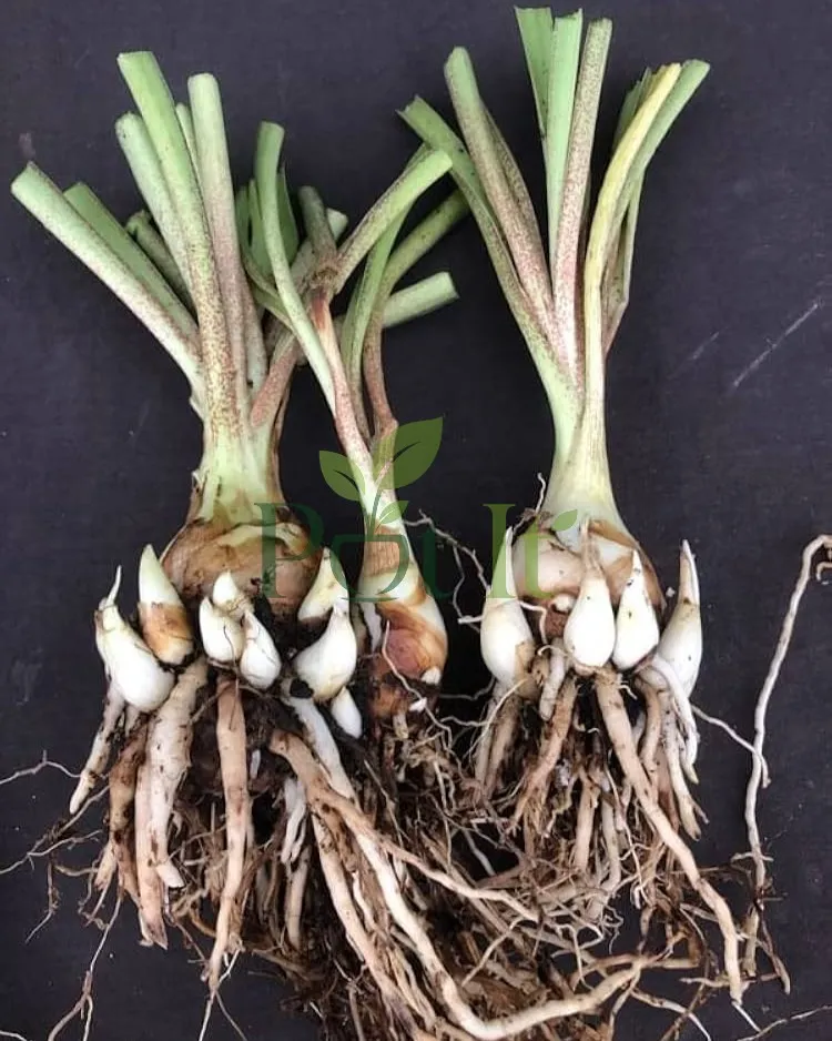 Mature tuberose bulbs with multiple offsets, roots, and green shoots