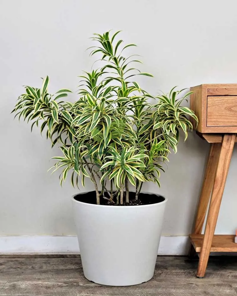 Healthy Dracaena Song of India plant with green and yellow variegated leaves growing in a white decorative indoor pot