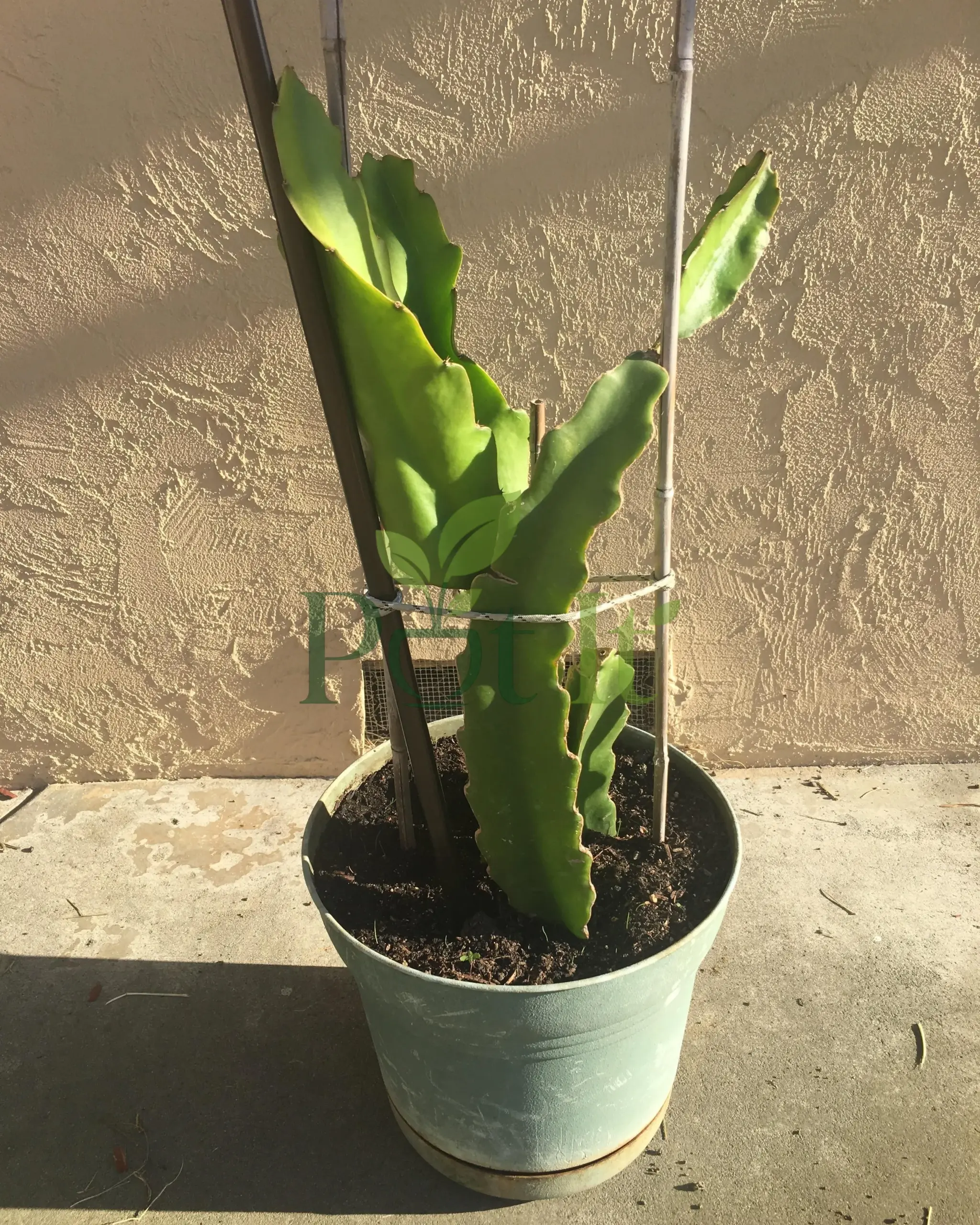 Young yellow dragon fruit cactus plant growing in a pot with support stake, ready for home garden cultivation