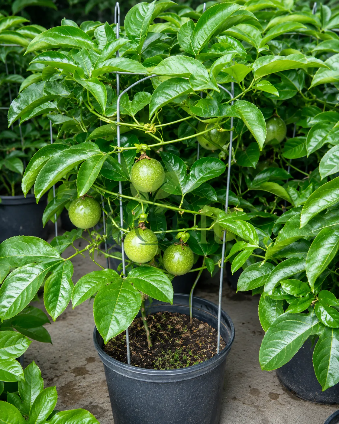 Healthy Passion Fruit plant (Passiflora edulis) growing in a container with multiple green fruits, supported by a trellis cage for home gardening.