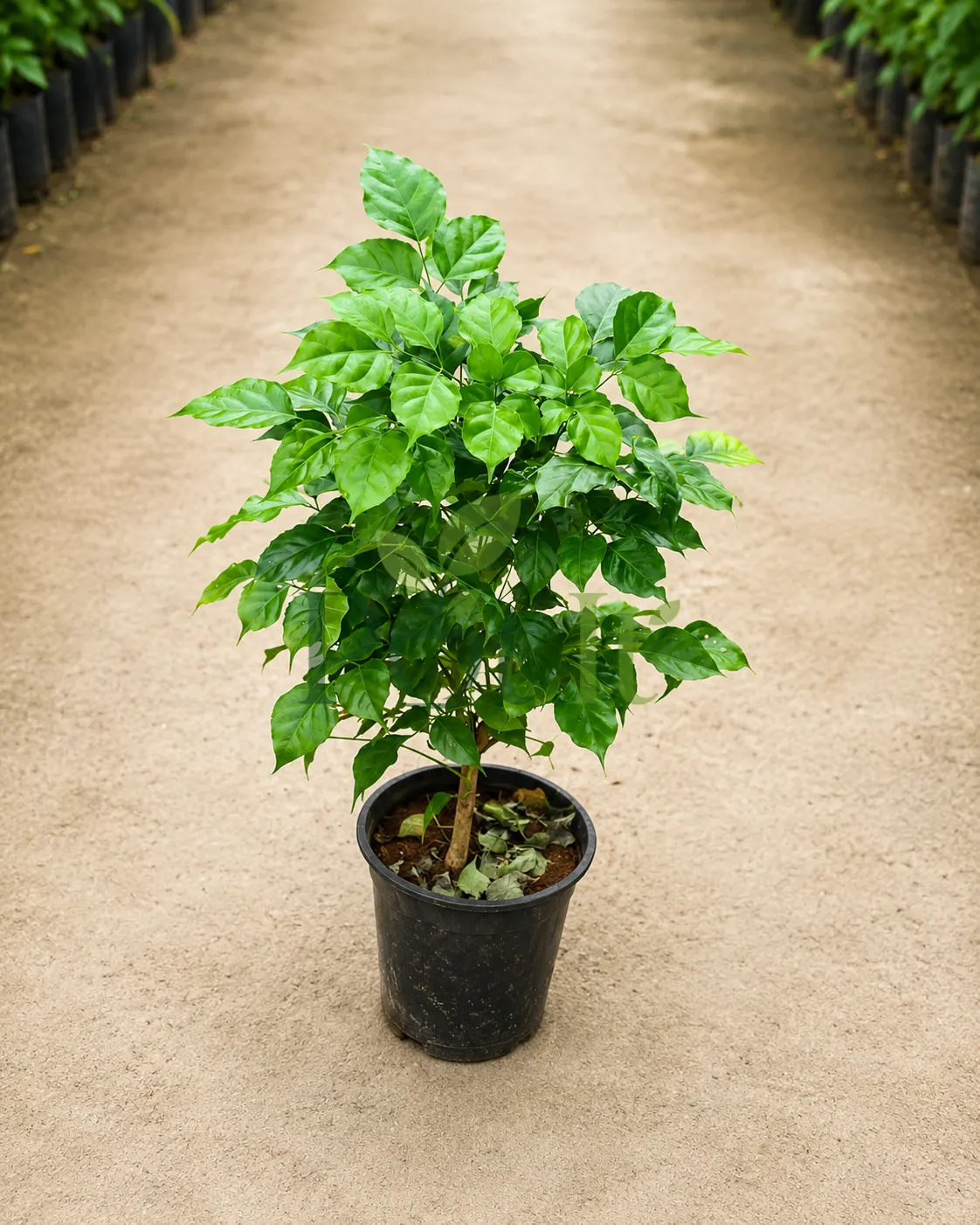 Healthy China Doll plant with lush glossy green leaves growing in a nursery pot, ideal for indoor and outdoor spaces.