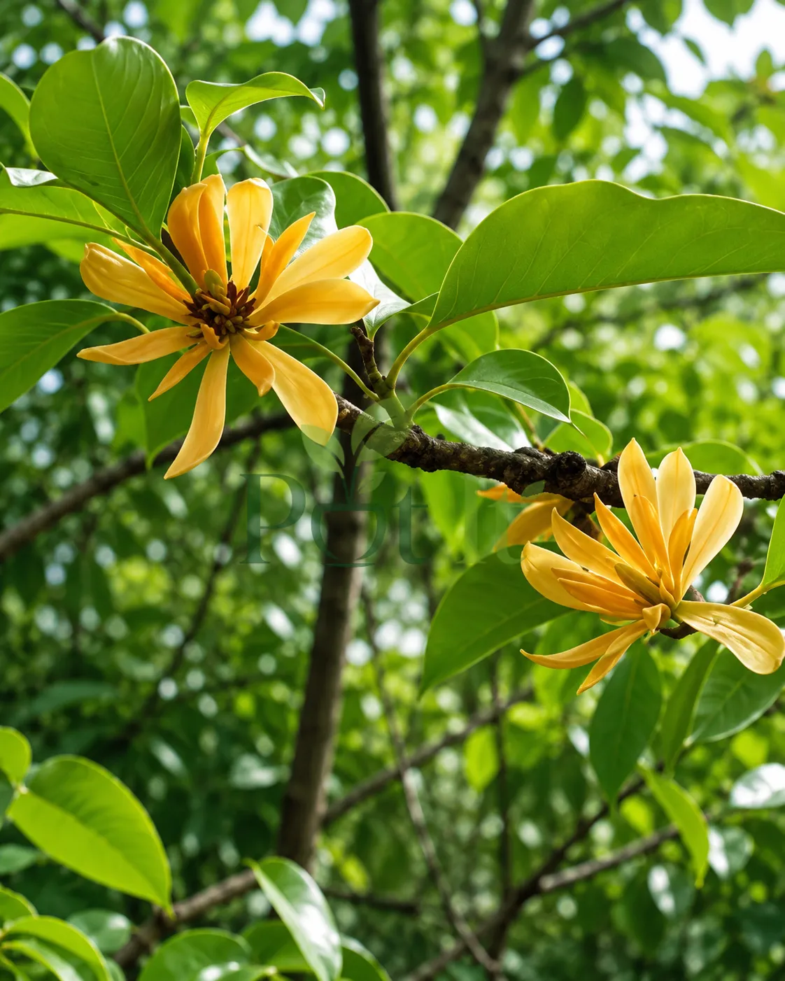 Golden Champaca flowers blooming on tree branch with glossy green leaves in natural garden setting