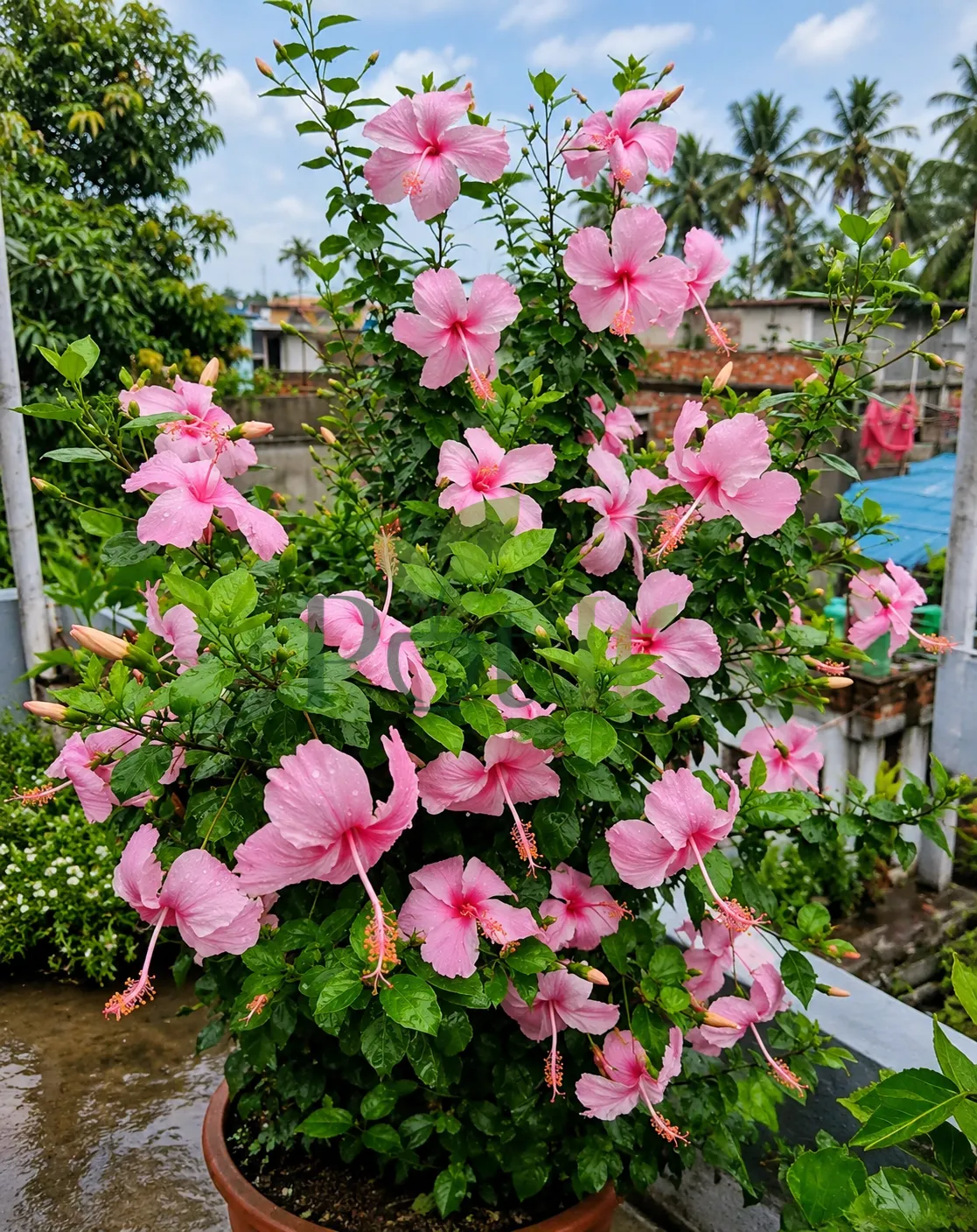 Large pink hibiscus plant covered with numerous blooms and flower buds in a garden pot