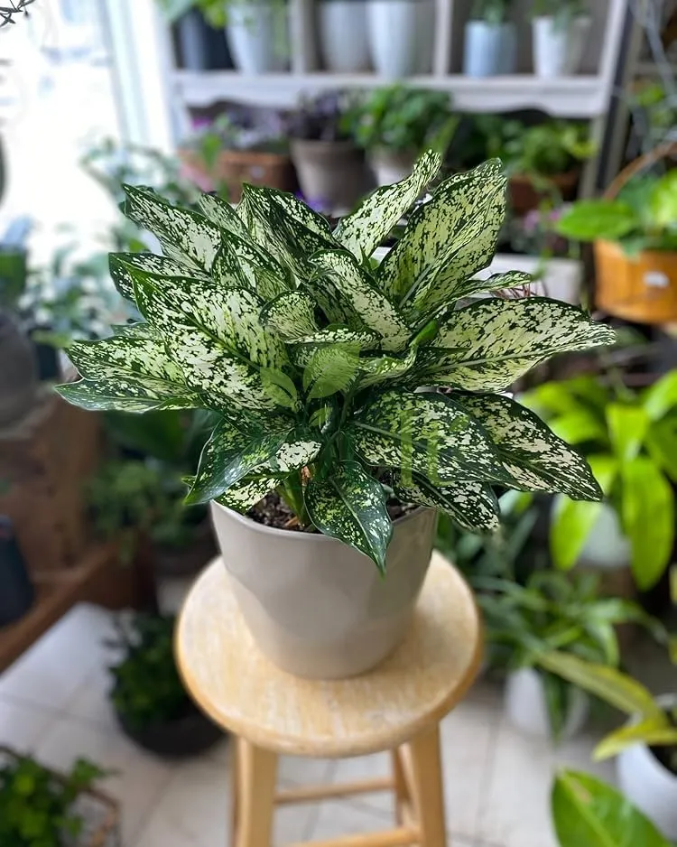 Compact Aglaonema Snow White plant with variegated white and green foliage in a decorative pot