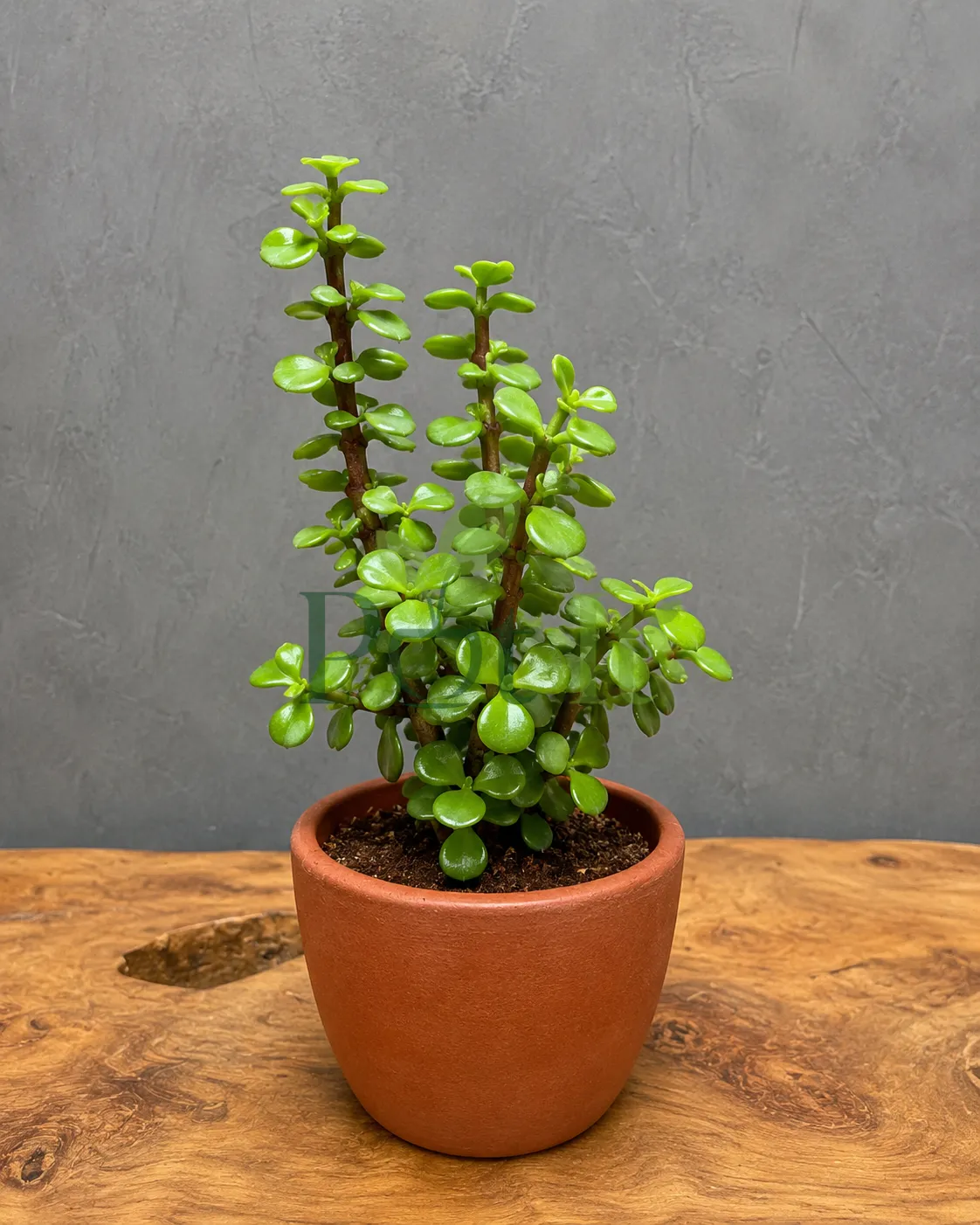 Compact Dwarf Jade Plant (Portulacaria afra) growing in a terracotta pot with glossy green succulent leaves.