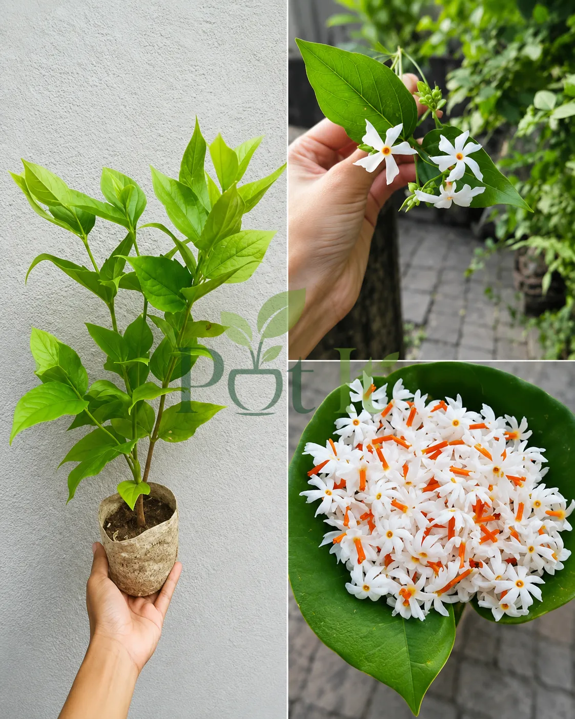 Young All Time Hybrid Shiuli plant with lush green foliage, fragrant white flowers, and traditional Parijat blooms.