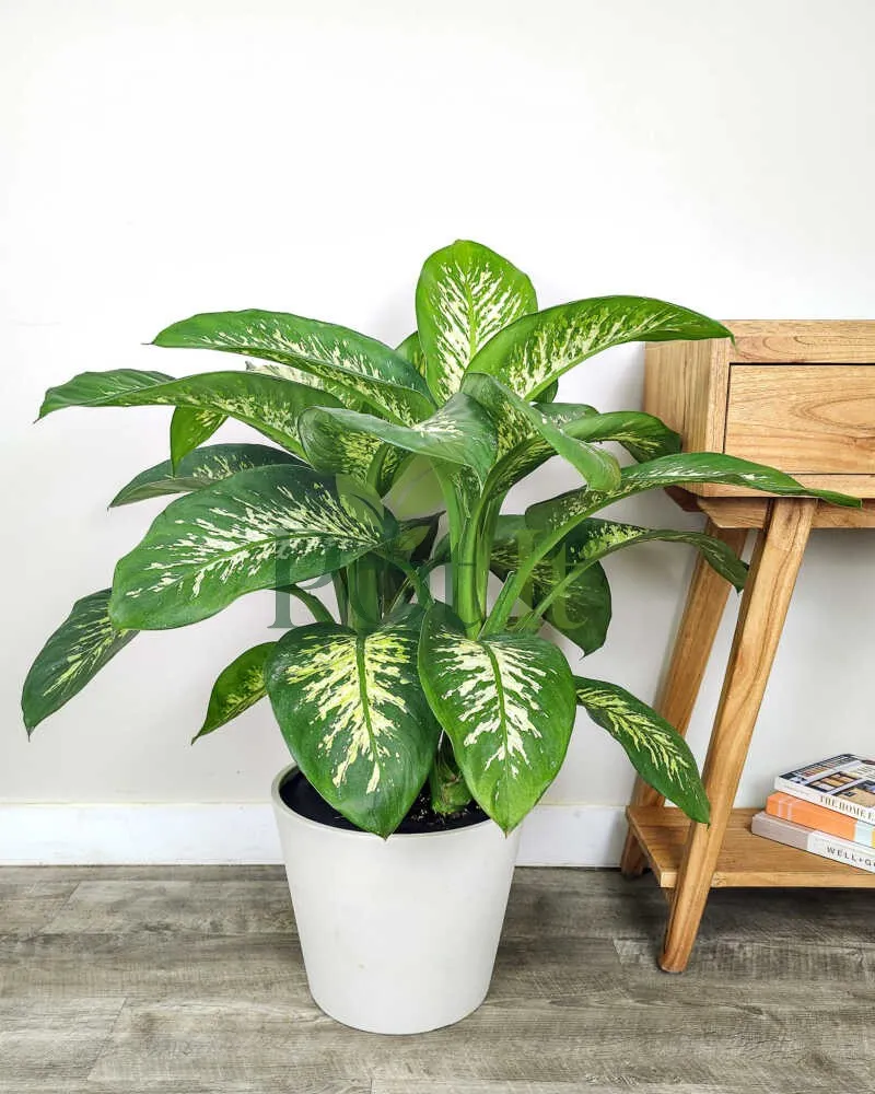 Dieffenbachia Camille plant with cream and green variegated leaves in a white pot