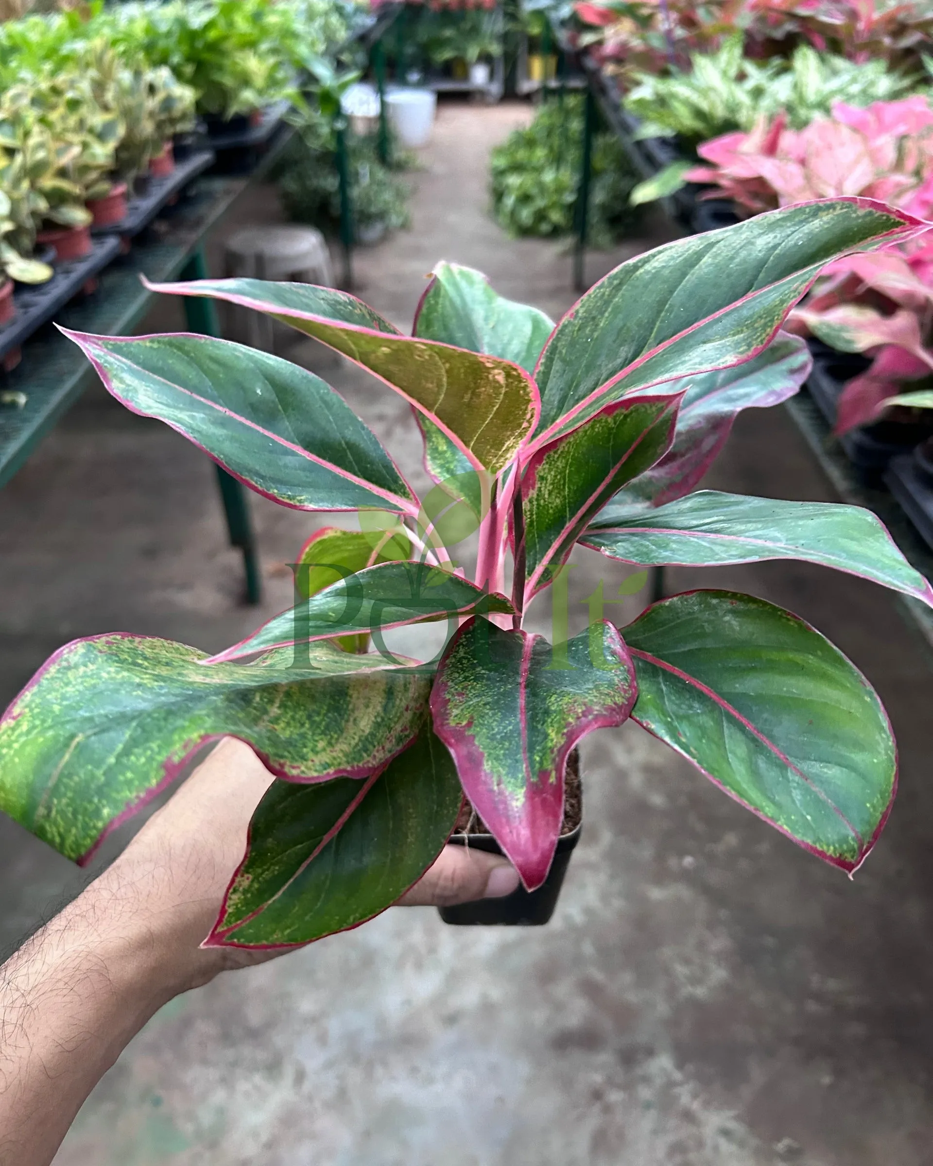 Aglaonema Pink Beauty plant with dark green leaves, pink margins, and pink stems in a nursery pot