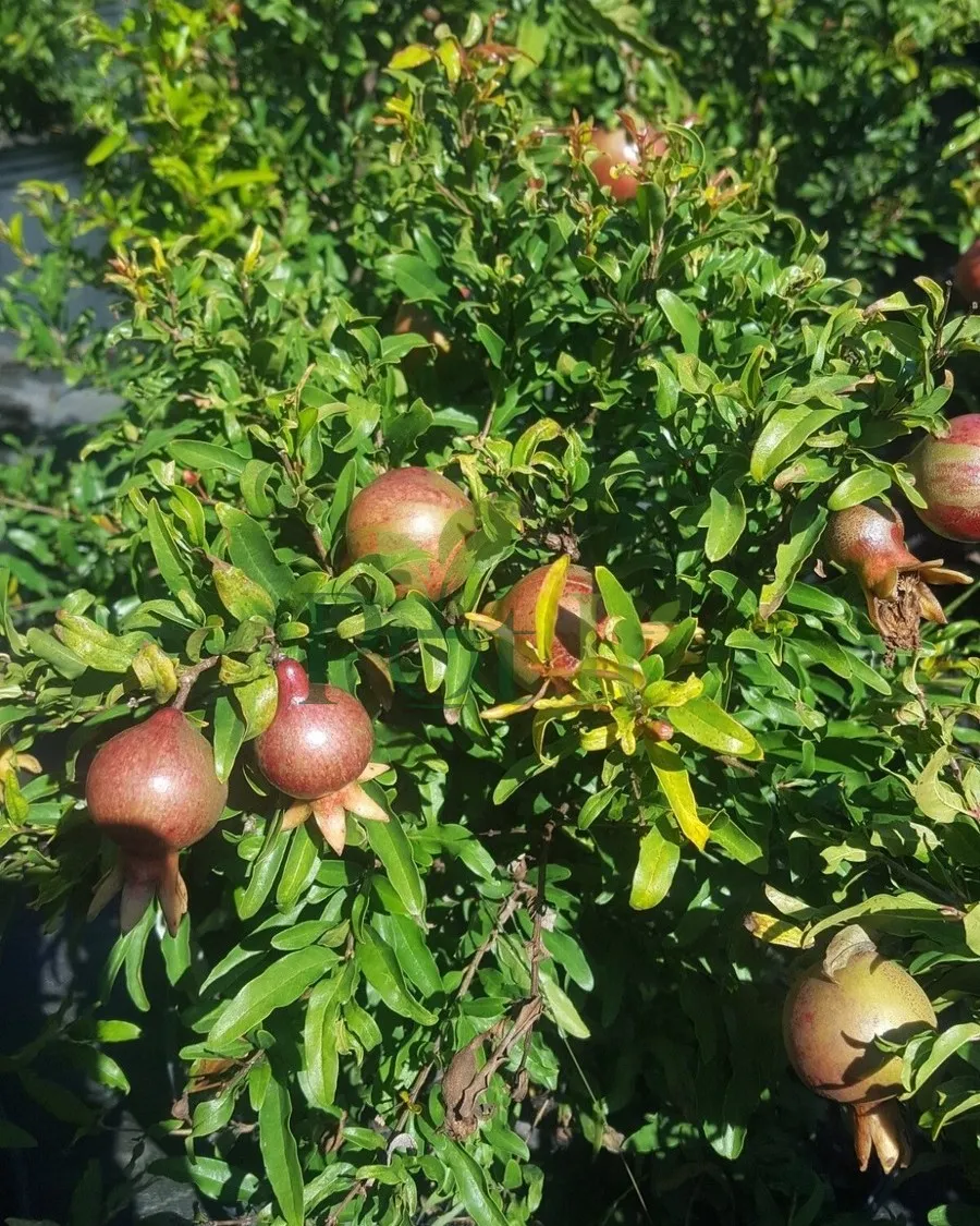 Healthy pomegranate plant with multiple developing fruits growing on branches.