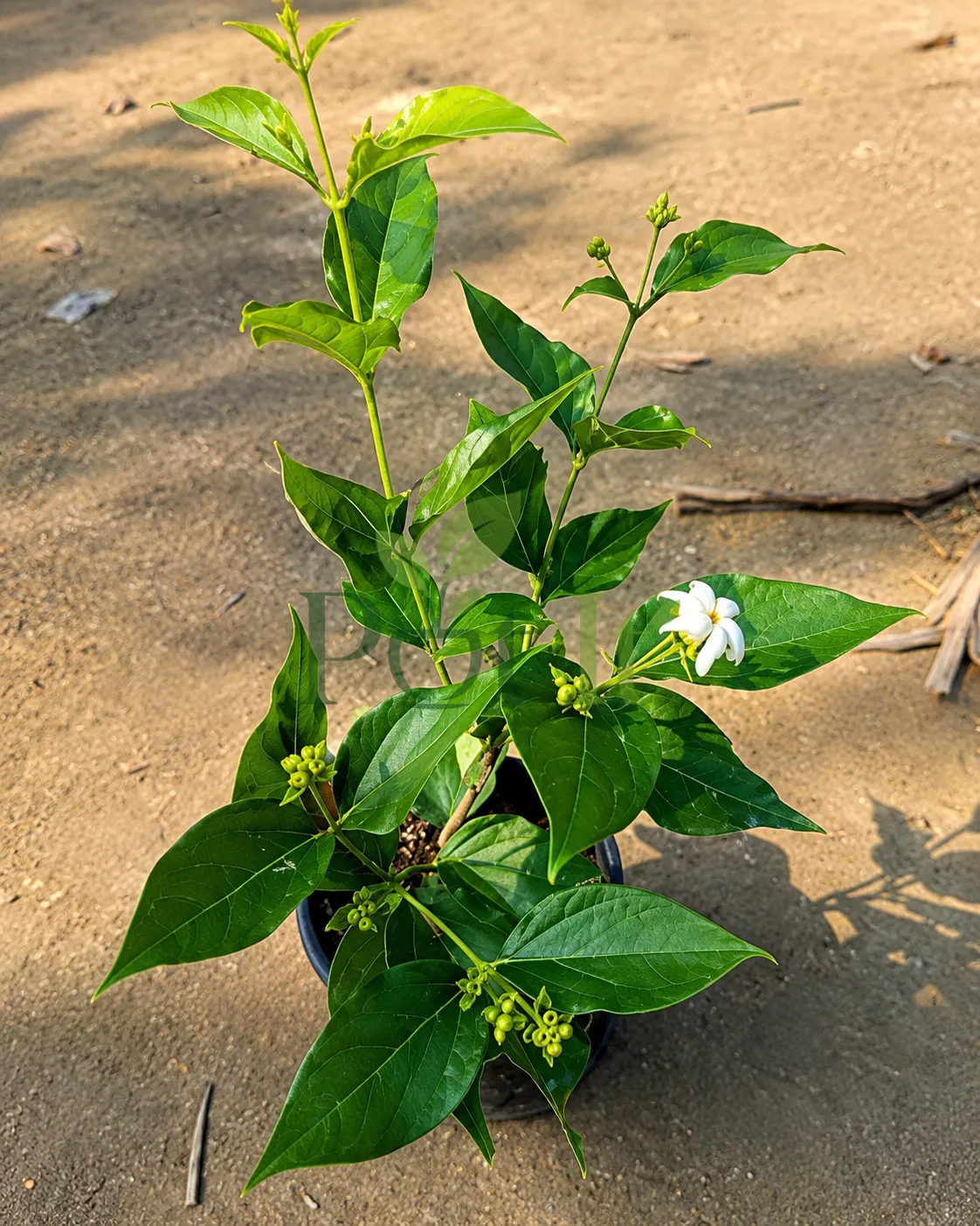 Young Parijat (Harsingar) plant in a nursery pot with healthy green leaves, flower buds, and a freshly bloomed white flower.
