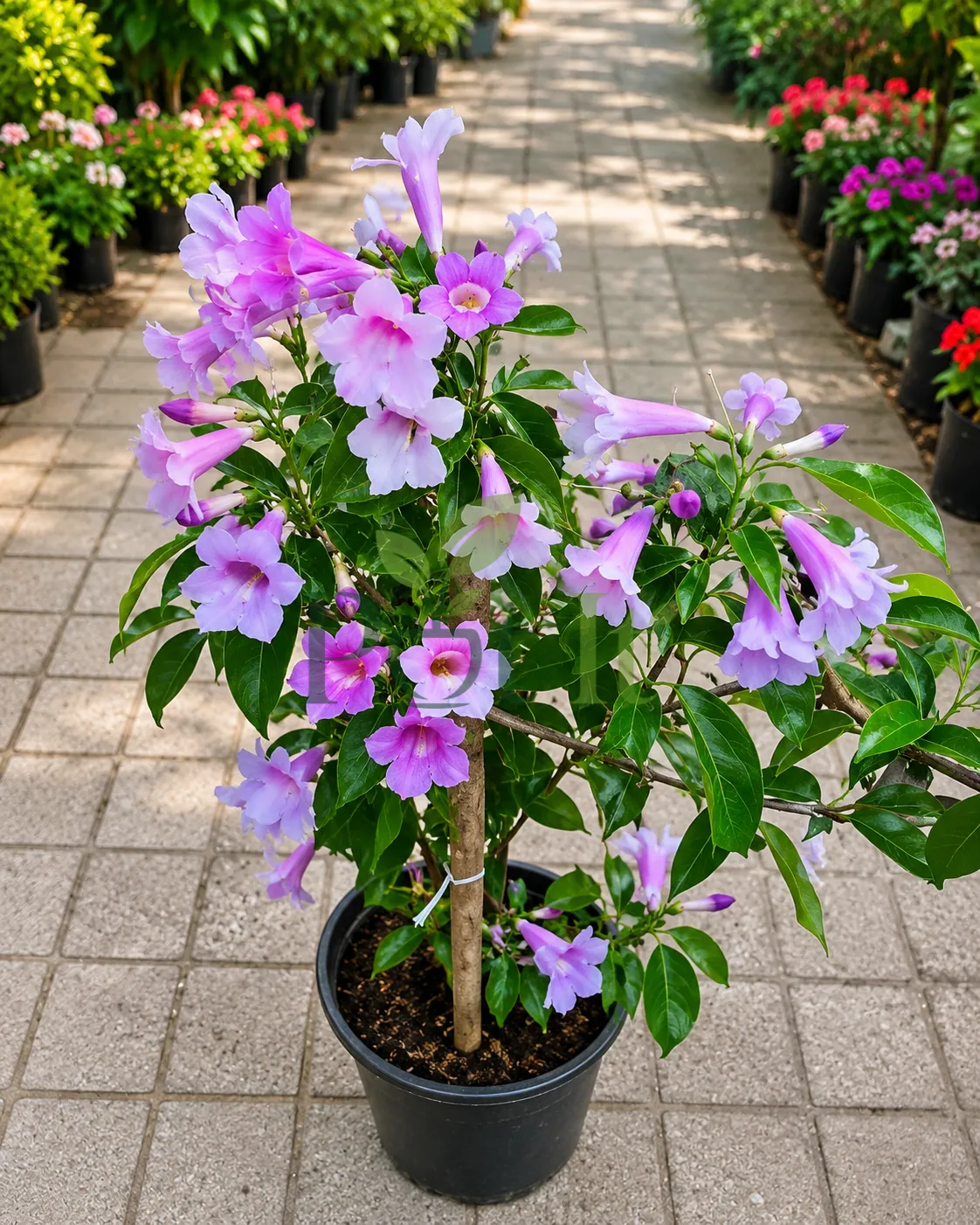 Potted Garlic Vine plant with lavender-purple trumpet flowers and glossy green leaves growing in a nursery container.