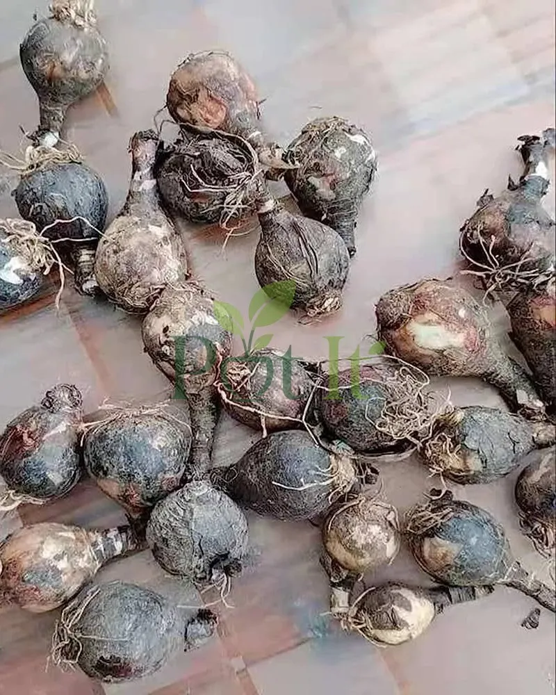Healthy Nerine Lily bulbs ready for planting