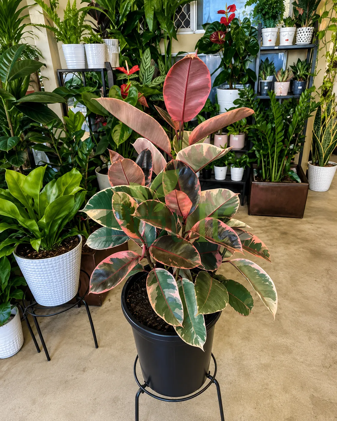 Large Ficus Elastica Ruby variegated rubber plant with pink, cream and green leaves in a black pot indoors