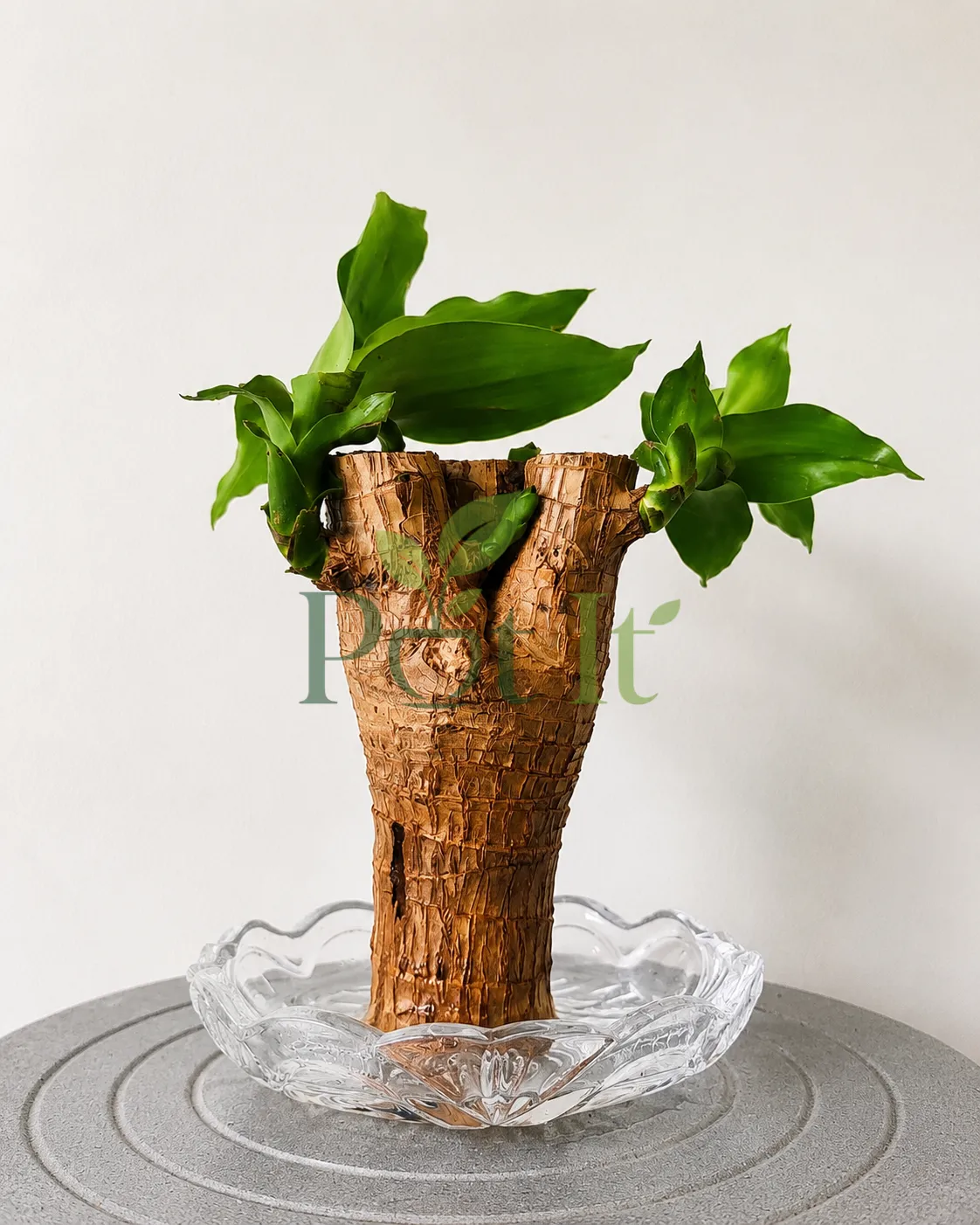 Brazilian Wood (Dracaena fragrans) stump producing healthy green shoots in a decorative glass dish